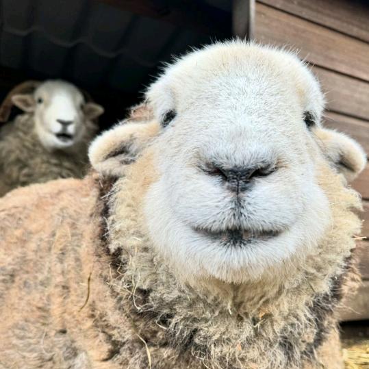 纽村孔阳阳