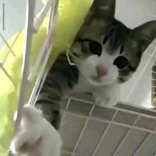 大角牛