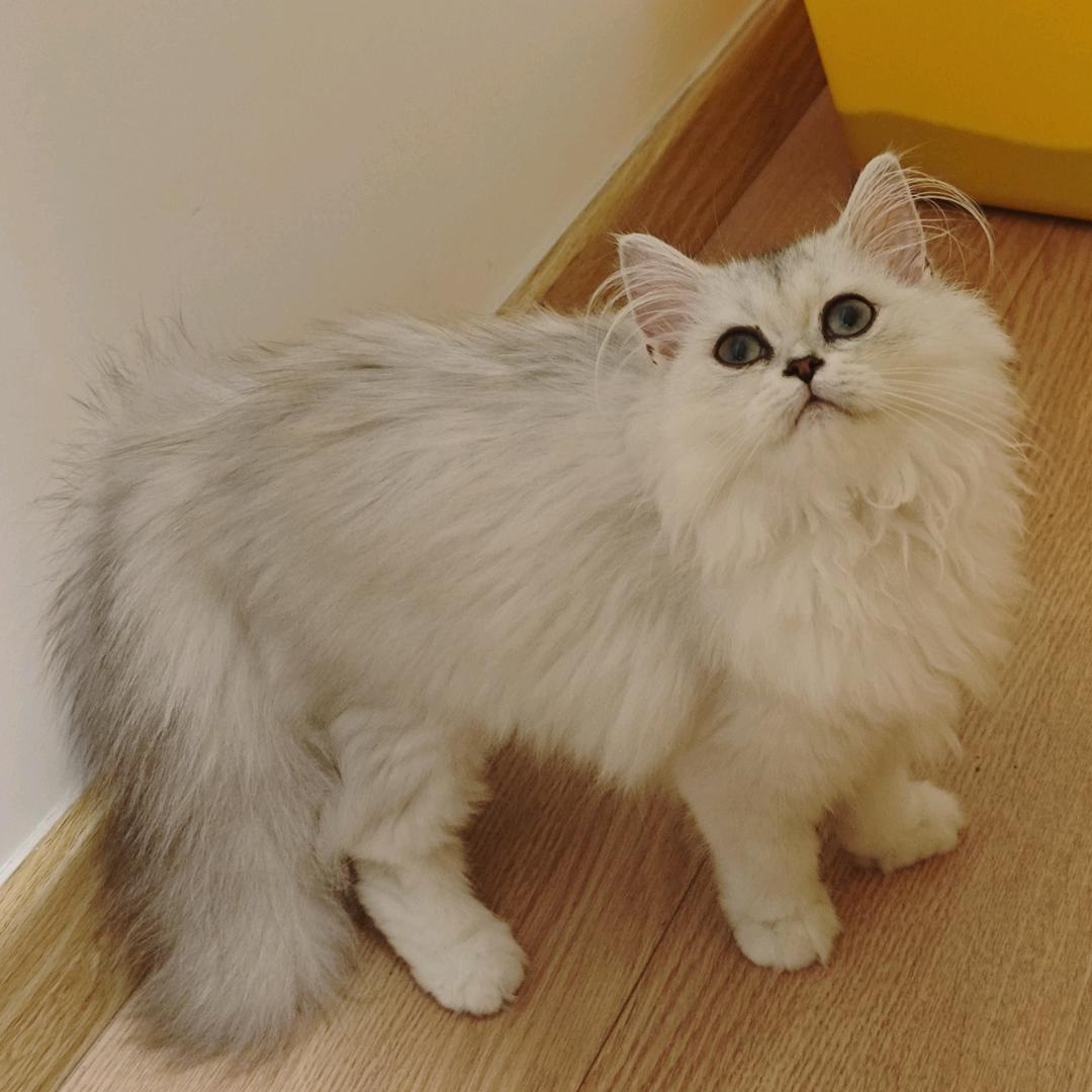 爱兮