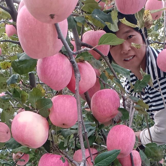 沂源红富士苹果