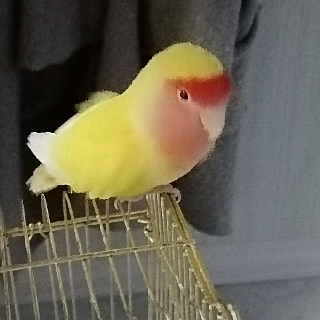 张翛婉