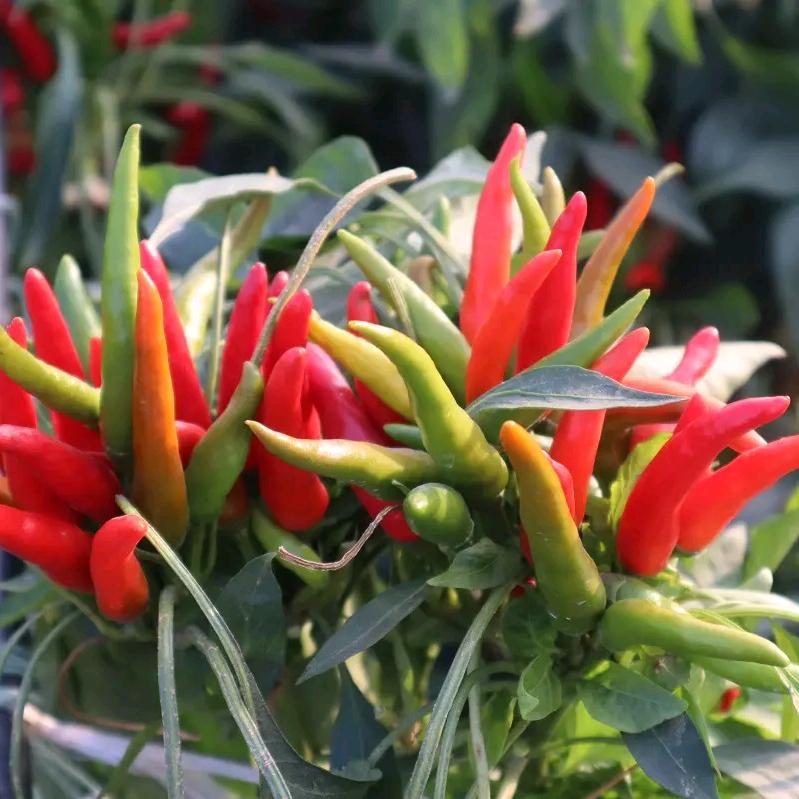 王姐~辣椒种植🌶