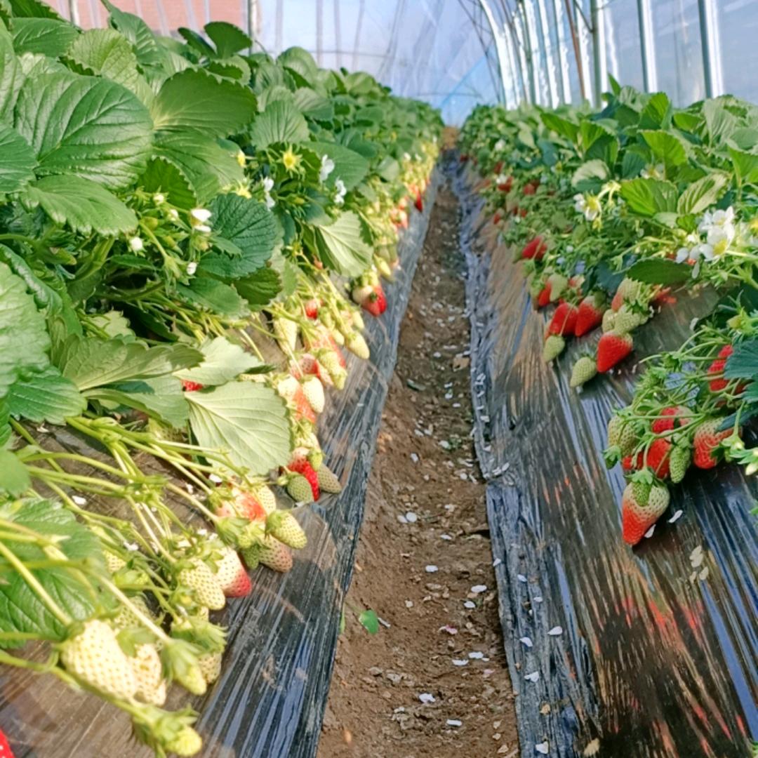 甜甜😘草莓🍓姐AAAএ ᭄丽ꦿ࿐～ོ