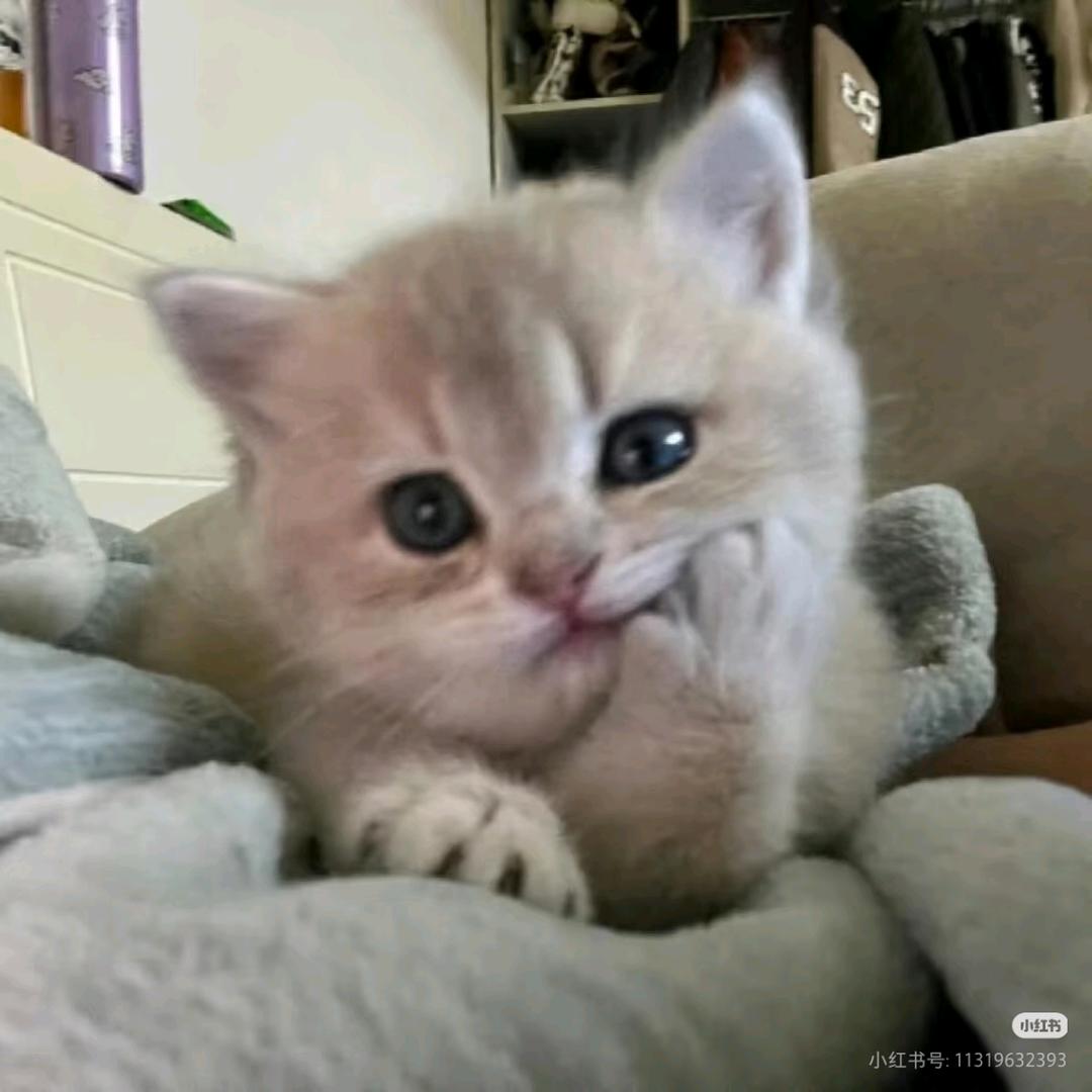 克克（私信不回）