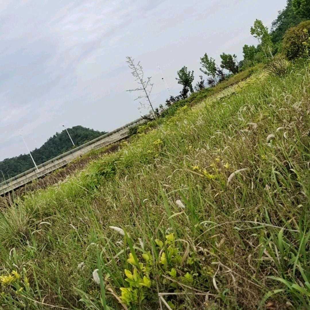 亮哥