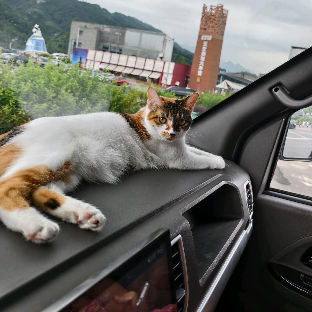 小猫房车游