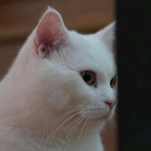 白聊音乐