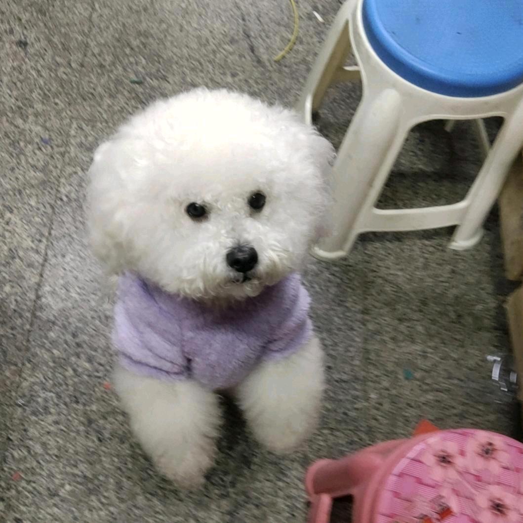 丽丹