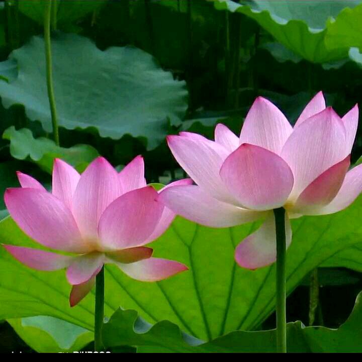 春暖花开