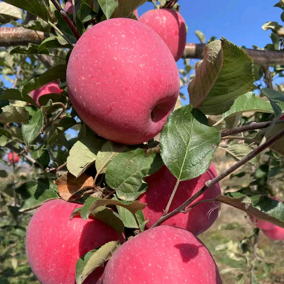 甘肃高原红富士