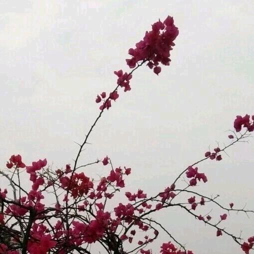 向阳花