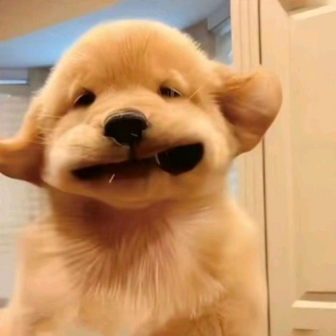 甜瓜瓜皮厚的事情况