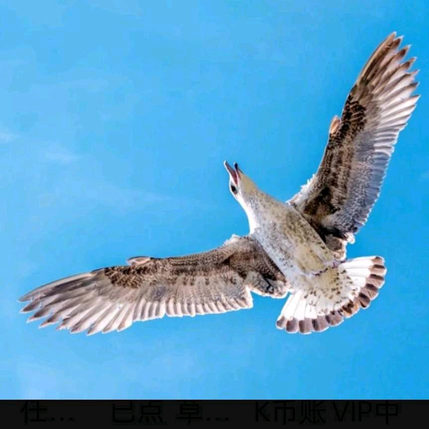 老鹰的天空