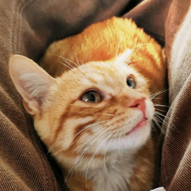 金色山脉的毛球球