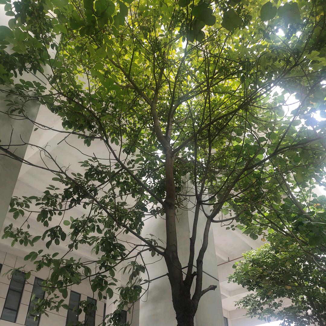 慧景园林绿化修剪施工队💪刘玉彪