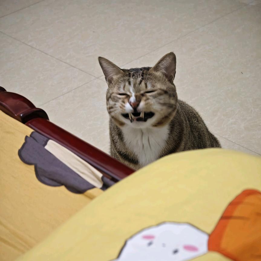 苏打饼干是猫妹猫哥