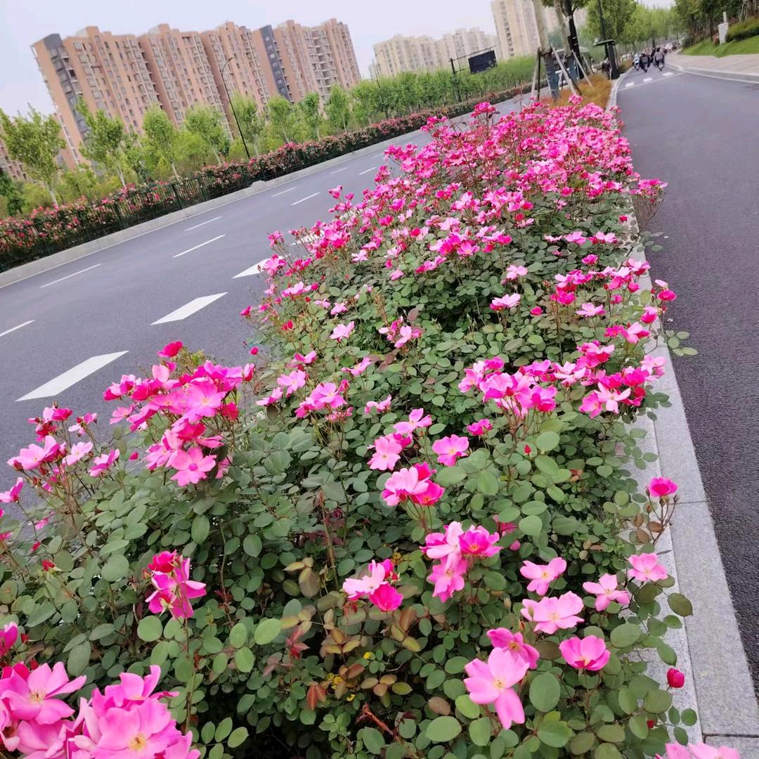 日照邵哥