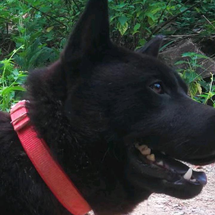 嘉兴虎斑。五黑