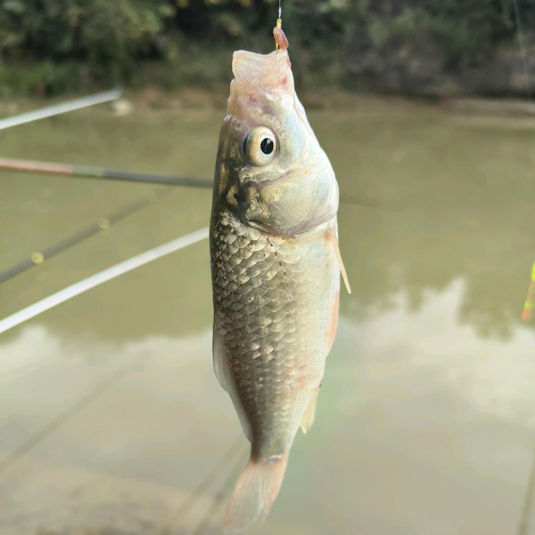 徐花花🌸爱钓鱼🎣