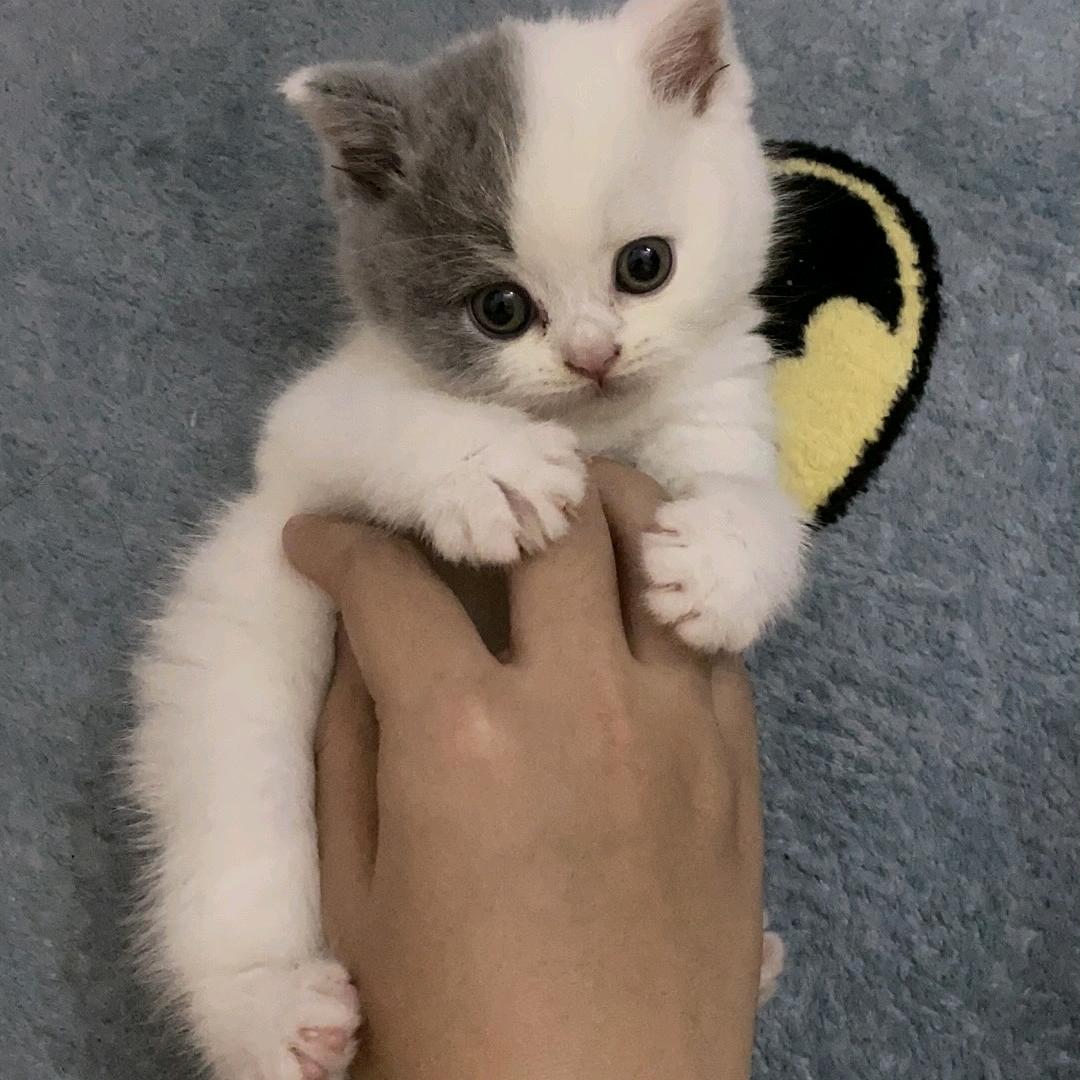 杰伦的真猪奶茶