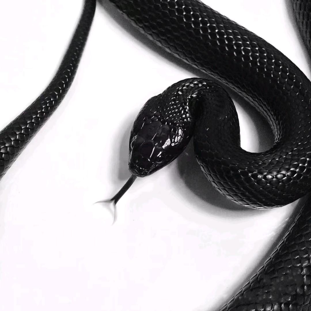 SnakeMaster宠物店