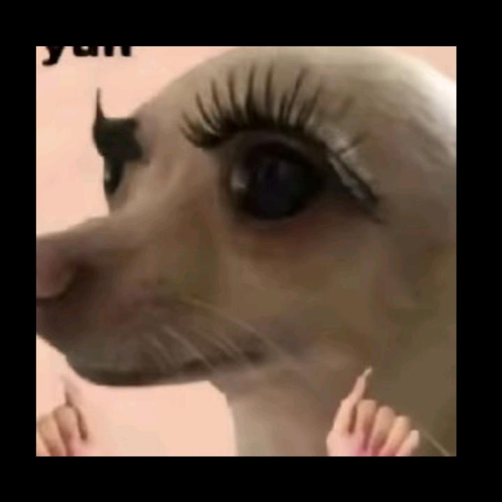 菜玩咪