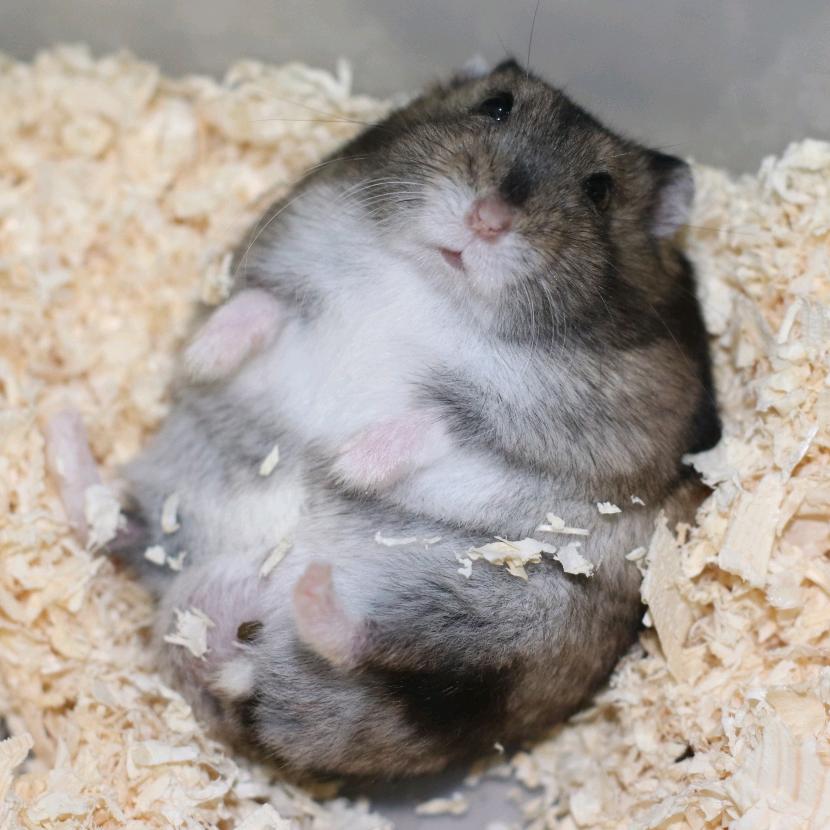 花果山压寨夫人