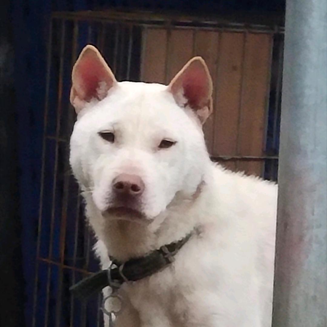 康记中华土猎犬爱好