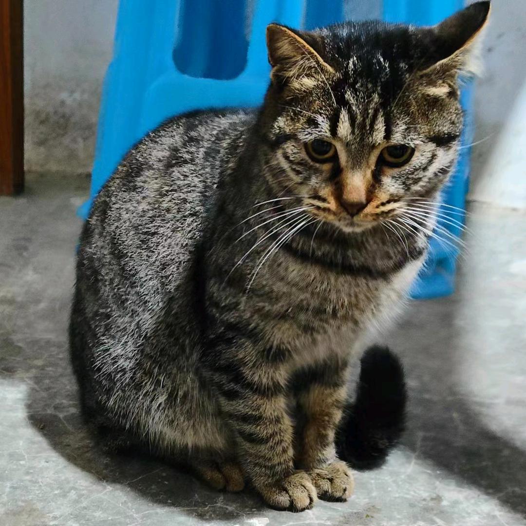 ；