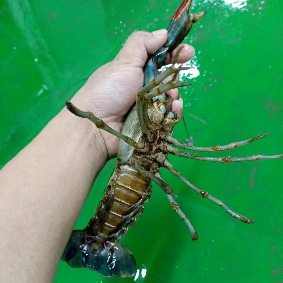 澳洲蓝龙虾养殖