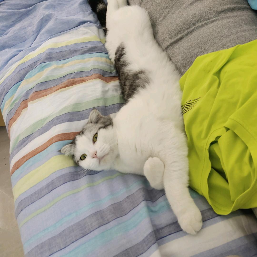 耿耿鱼卷