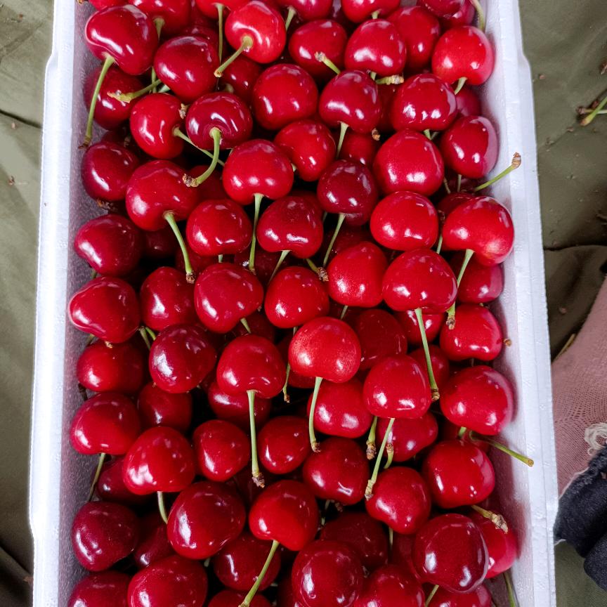 用户8384423661197菊