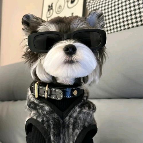 Xoo  (三角洲行动)