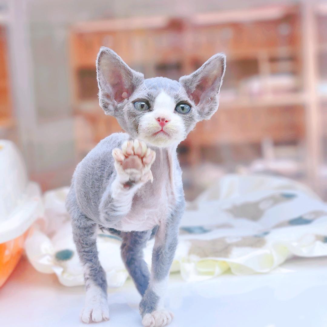 大猫er猫舍