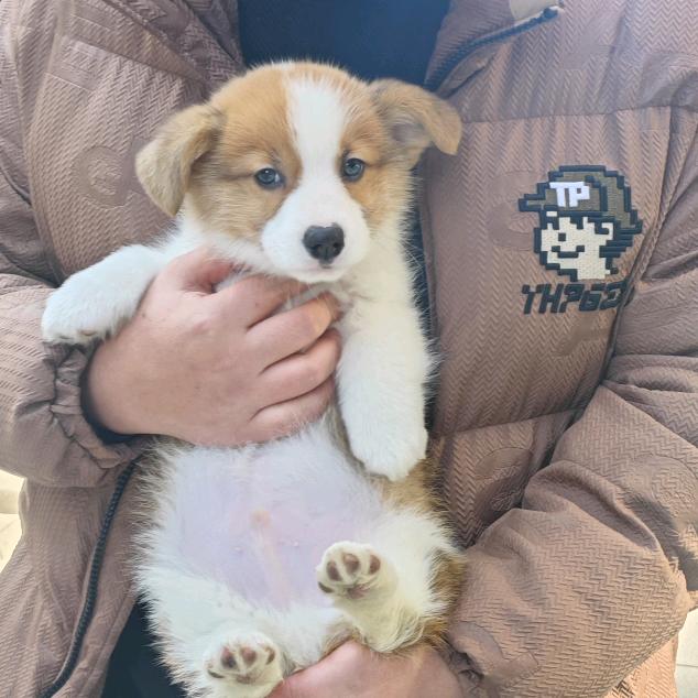 蛋仔超凶哒😍