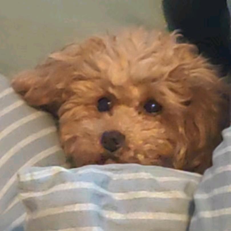 图图住在翻斗花园