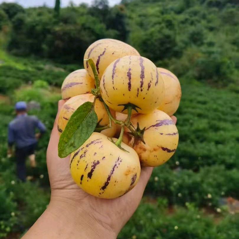 东丽湖盛源鲜果官方号