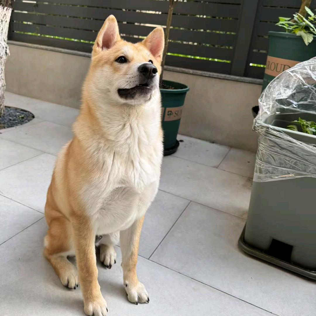 肉饼干
