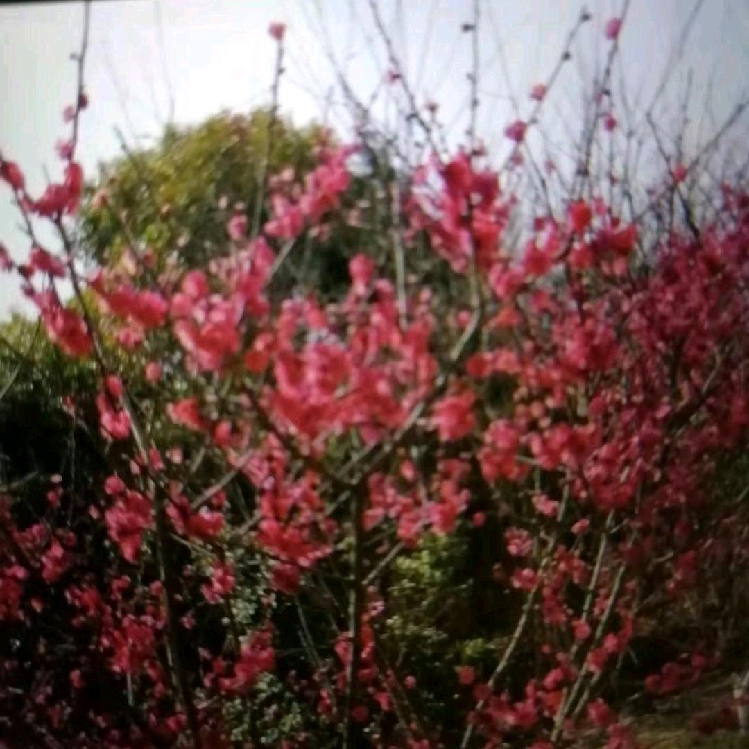 蒋如美