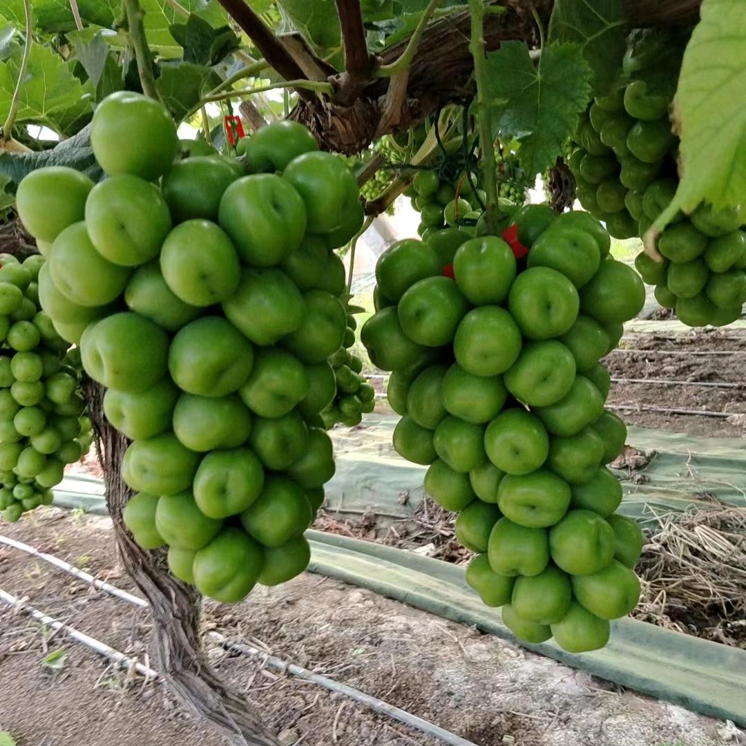 阳光玫瑰代办小高