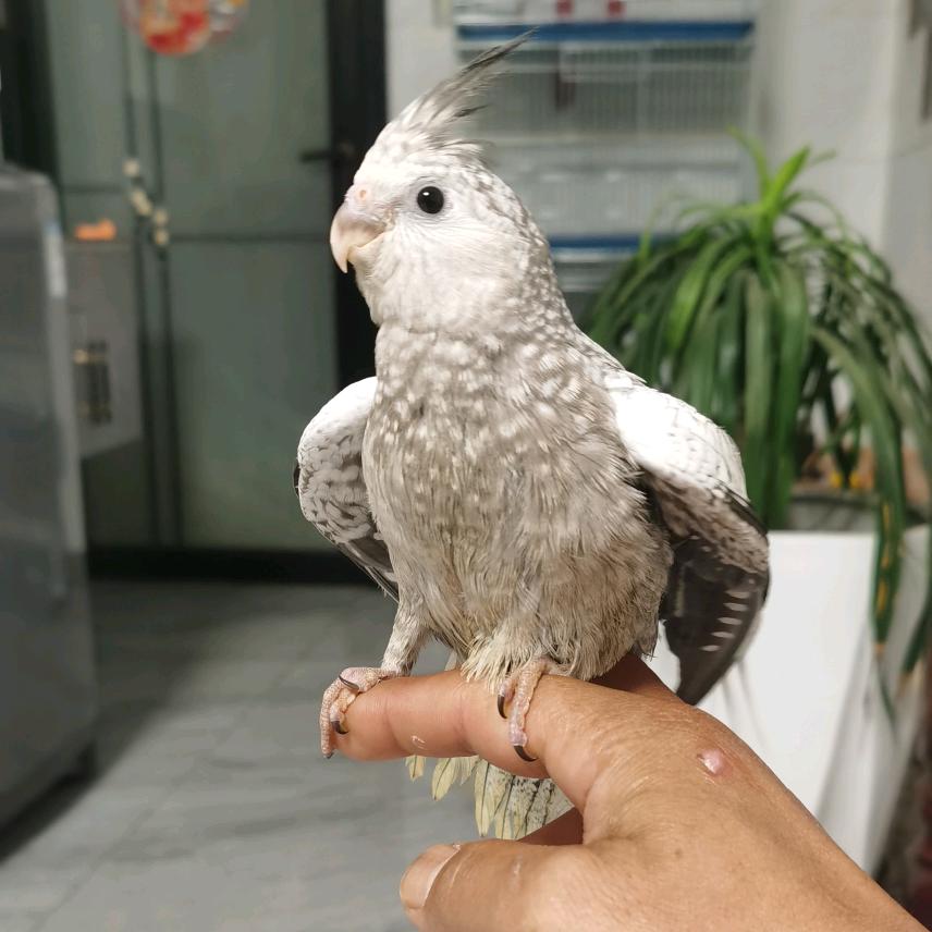 萌宠鸟舍