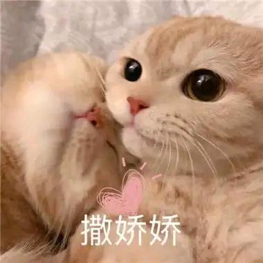 知楠风于东城