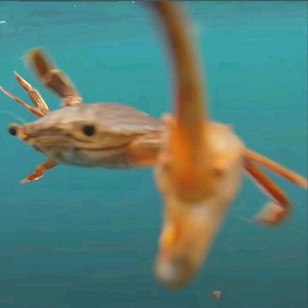 神算(泰拉瑞亚)