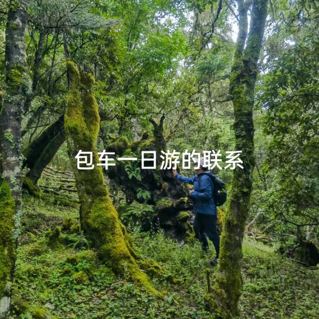 丽江纯玩小强
