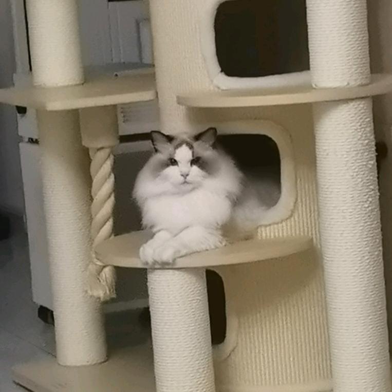 为了拉屎发愁