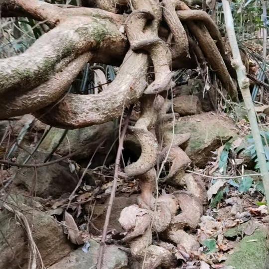 原生态藤木（牛大力）