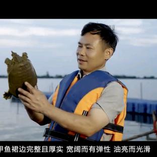 黄金湖甲鱼