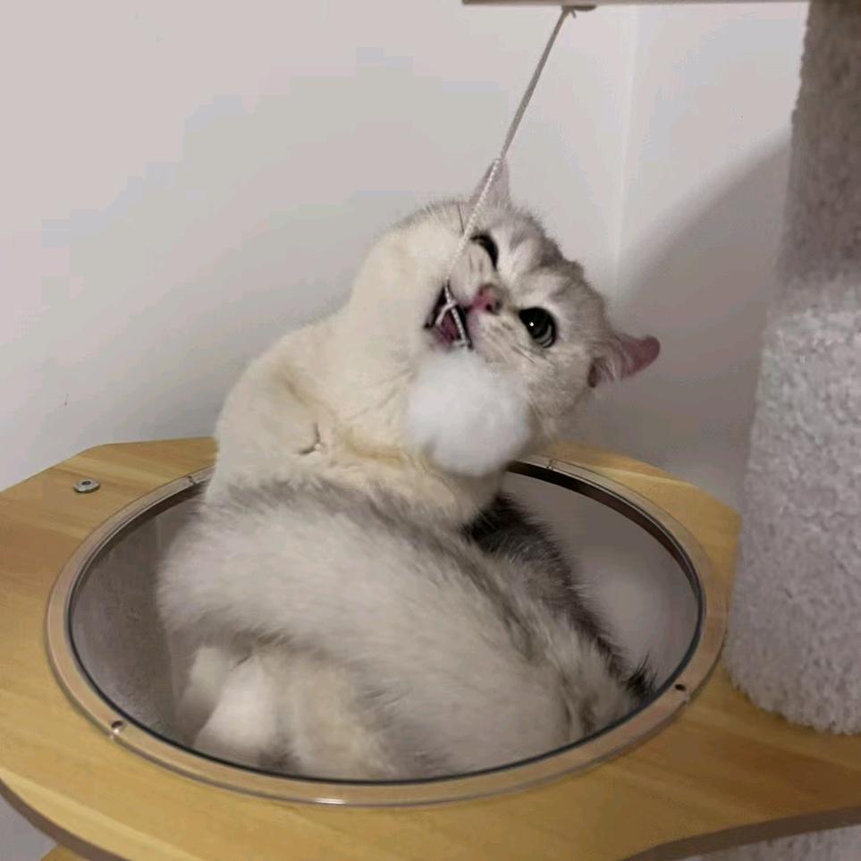 龙眼马蹄沙