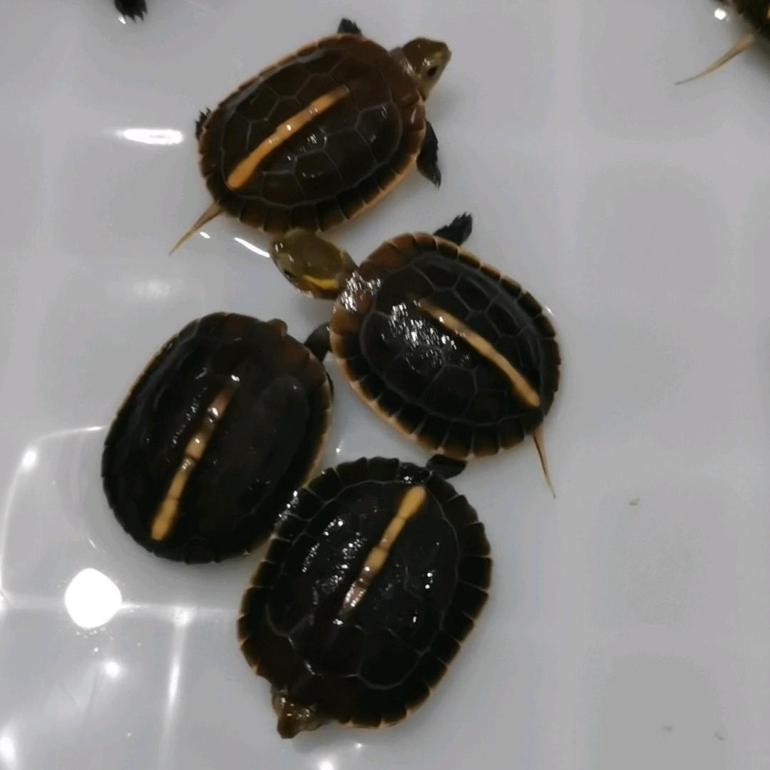 田嫂家的龟
