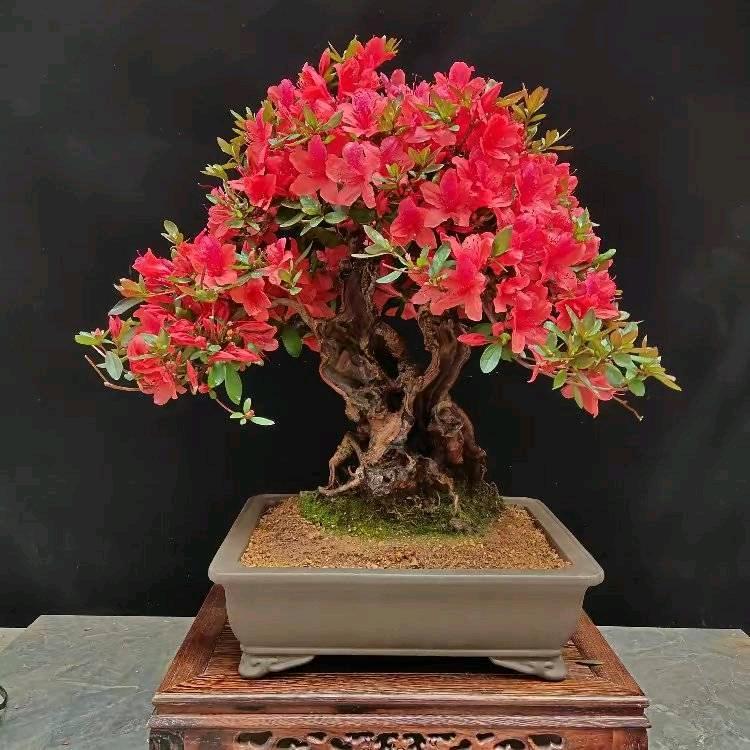 花缘小筑园艺店